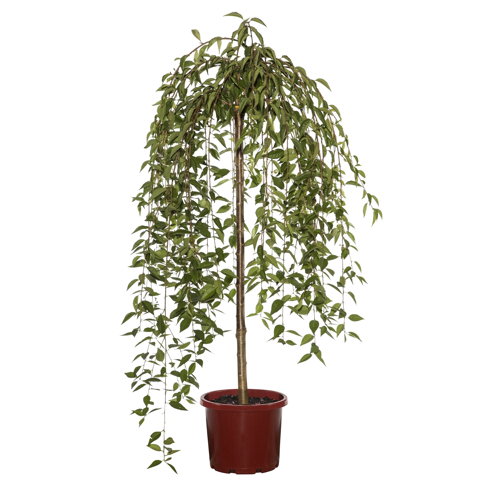 330mm Weeping Cherry Snow Fountains - Prunus