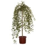 330mm Weeping Cherry Snow Fountains - Prunus