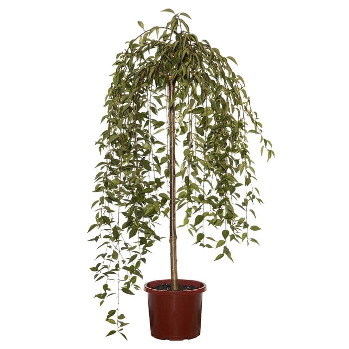330mm Weeping Cherry Snow Fountains - Prunus