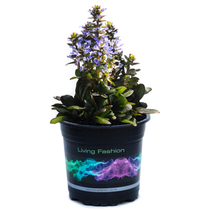 1.5L Blueberry Muffin Flower - Ajuga reptans