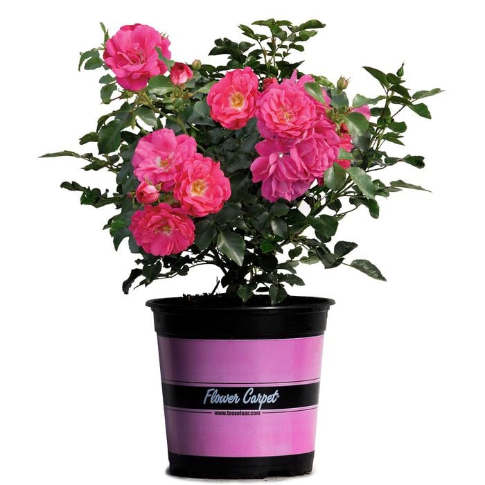 170mm Pink Flower Carpet Rose