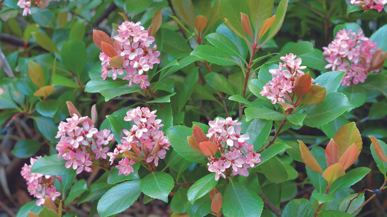 Pink flowers grow on a tree amongst green leaves