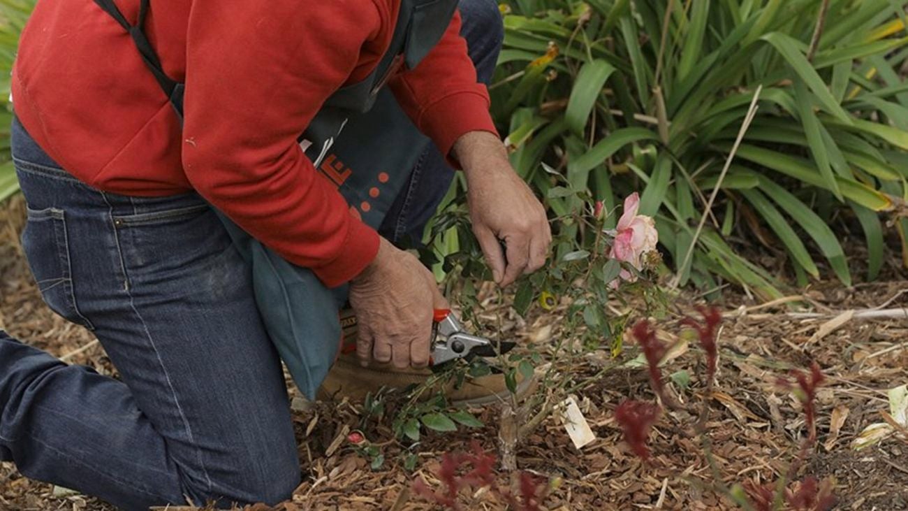 Plant being pruned.