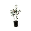 12L Camellia Desire - Camellia japonica