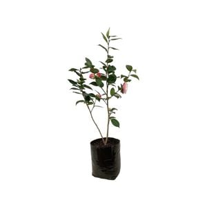 12L Camellia Desire - Camellia japonica