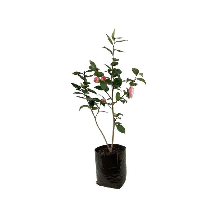 12L Camellia Desire - Camellia japonica