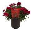 14cm Dianthus Sprint Bordeaux - Dianthus - Gardening Solutionz