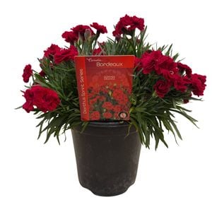 14cm Dianthus Sprint Bordeaux - Dianthus - Gardening Solutionz