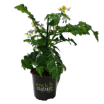 130mm Tomato Sweet Sturdy™ F1 Jo - Solanum lycopersicum