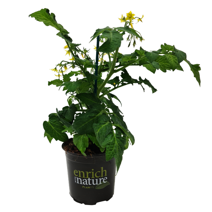 130mm Tomato Sweet Sturdy™ F1 Jo - Solanum lycopersicum