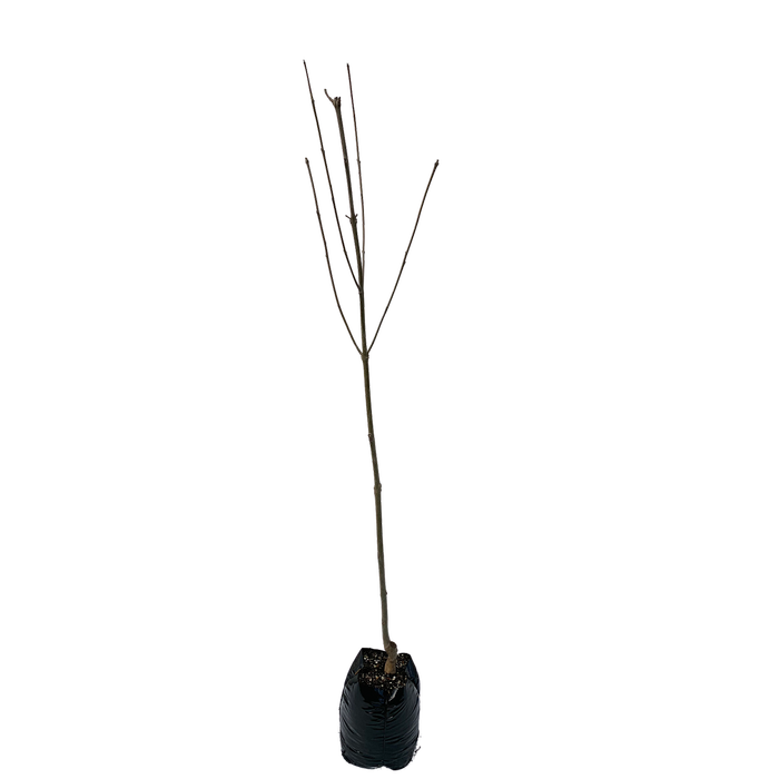 450mm Claret Ash - Fraxinus oxycarpa Raywoodii