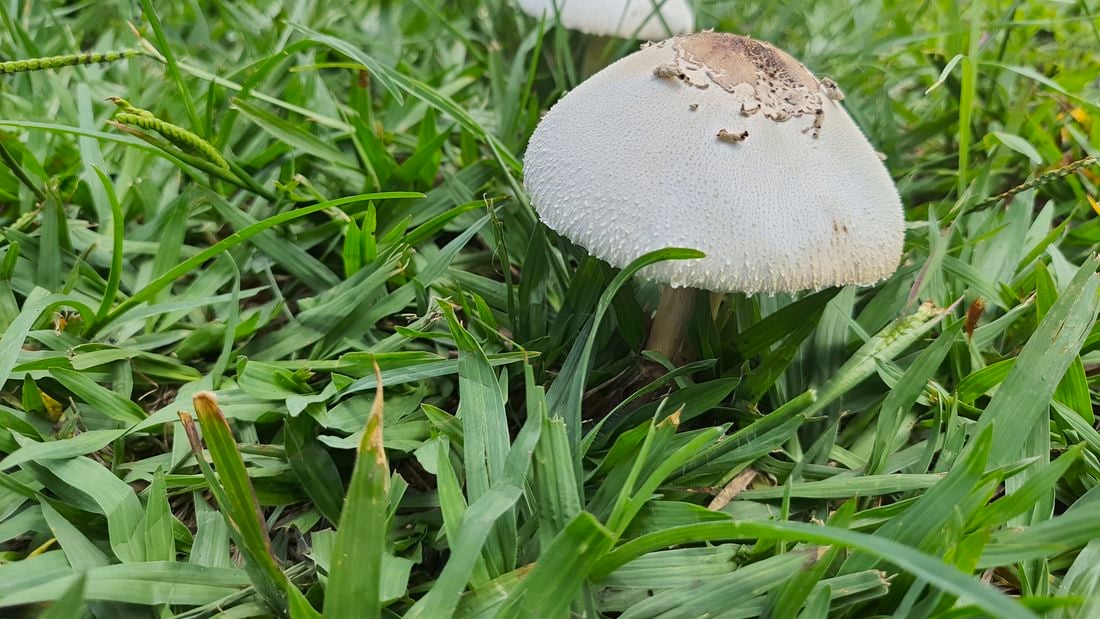 image of lawn with mushrooms growing 