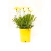 140mm Osteospermum Voltage Yellow - Osteospermum ecklonis