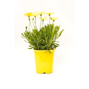 140mm Osteospermum Voltage Yellow - Osteospermum ecklonis