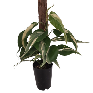 125mm Rio - Philodendron hederaceum