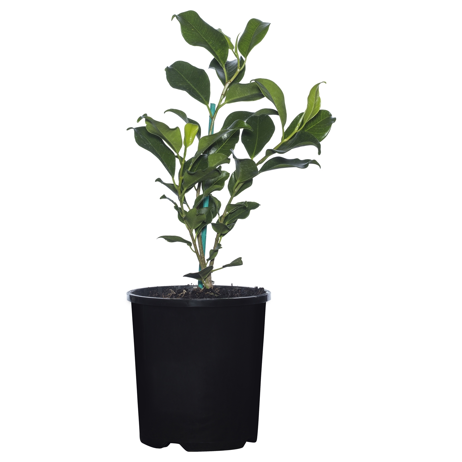 140mm Emerald Green - Ficus benjamina