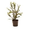 200mm Myrtus Luma - Myrtus luma