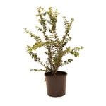 200mm Myrtus Luma - Myrtus luma