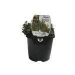 125mm Thyme Garden - Thymus vulgaris