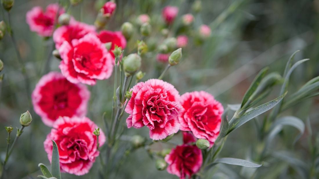 Pink fresh carnations at the garden