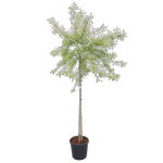 30L Weeping Silver Pear -  Pyrus salicifolia Pendula