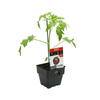 100mm Floriana Gourmet Gardener Tomato Black Russian - Lesculentum