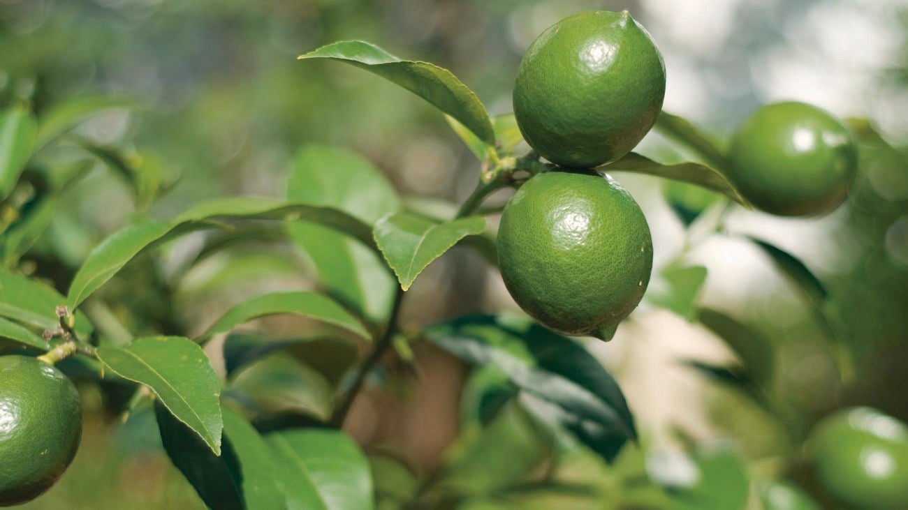 Limes growing on tree.