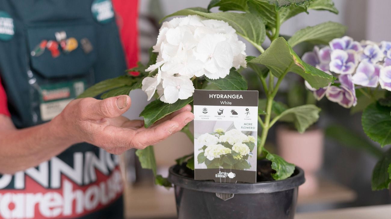 A Bunnings team member is holding white hydrangeas in one hand.