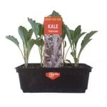 Punnet Tuscan Kale - Brassica oleracea Acephala