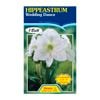 60mm Hippeastrum Wedding Dance - Amaryllis