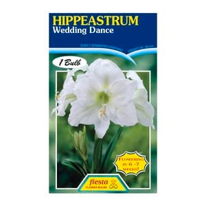 60mm Hippeastrum Wedding Dance - Amaryllis