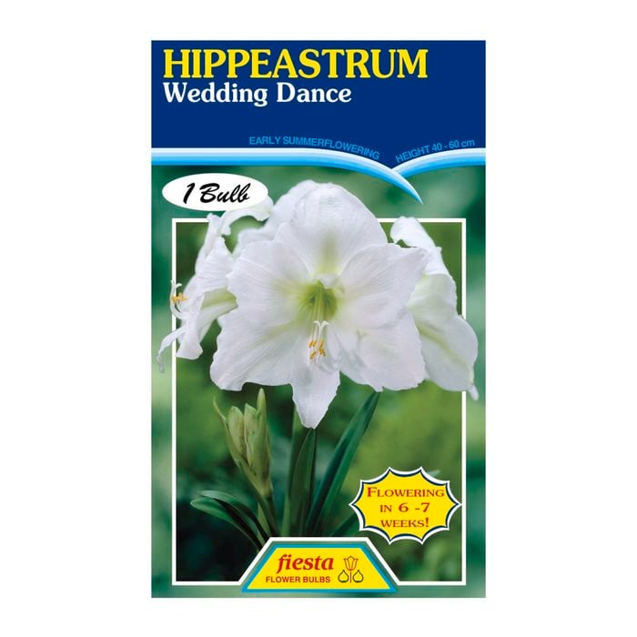60mm Hippeastrum Wedding Dance - Amaryllis