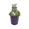 140mm Creeping Charlie - Glechoma hederacea