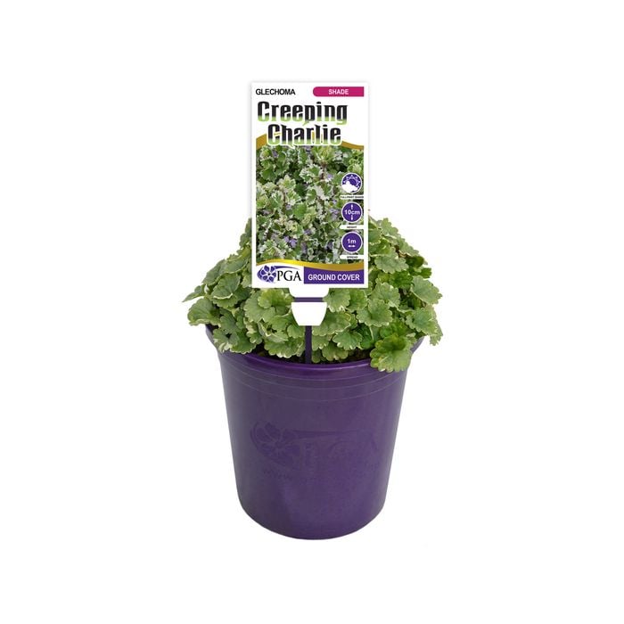 140mm Creeping Charlie - Glechoma hederacea