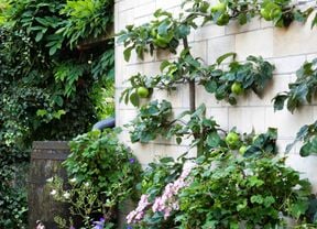 Assorted plants growing in garden bed with cream brick wall in background