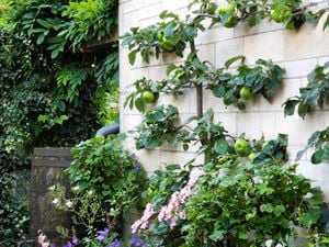 Assorted plants growing in garden bed with cream brick wall in background