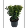 6L English Box - Buxus sempervirens