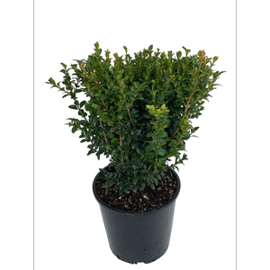 6L English Box - Buxus sempervirens