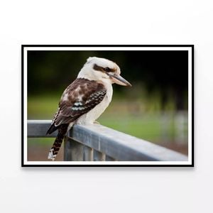 Laughing Kookaburra On Railings  Print 100% Australian Made 90x60cm  (poster)