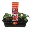 Punnet Impatiens Highlights - Impatiens wallerana - Gold Flower Range