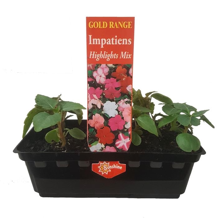 Punnet Impatiens Highlights - Impatiens wallerana - Gold Flower Range