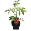 100mm Tomato Super Roma - Esculentum lycopersicon