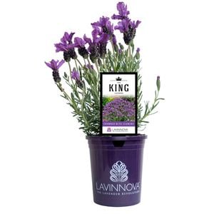 140mm Lavender The King