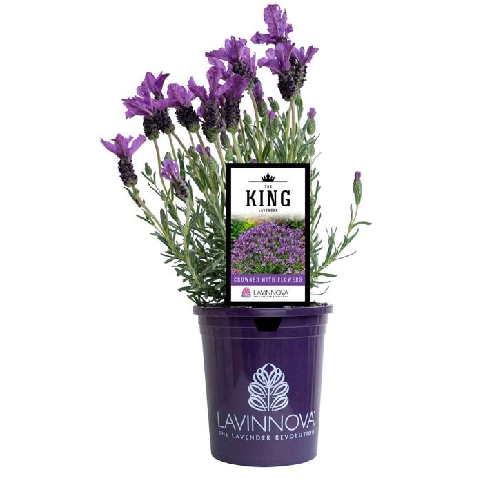 140mm Lavender The King