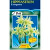 Hippeastrum Evergreen