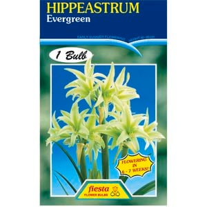Hippeastrum Evergreen