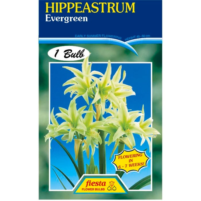 Hippeastrum Evergreen