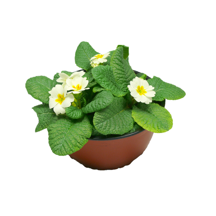 21cm Primrose Bowl - Primula acaulis