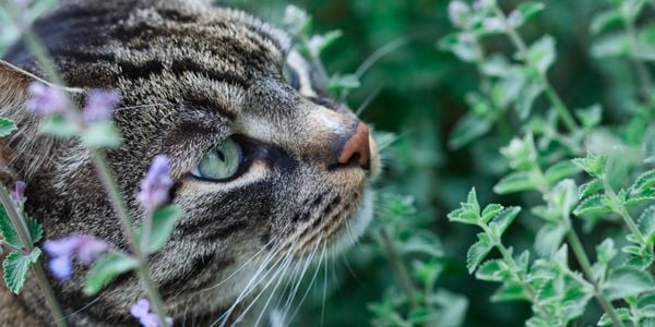 A close up of a cat amongst some plants.
