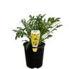 140mm Gazania New Day Yellow - Gazania